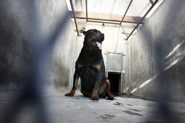 Alkmaars meisje (5) zwaargewond na aanval door rottweiler