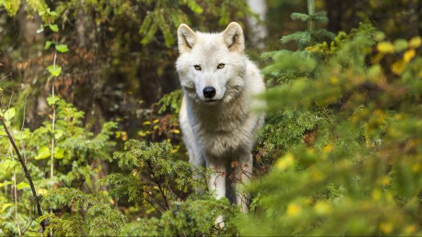 uitwerpselen DNA-test Wolvin terug in Nederland