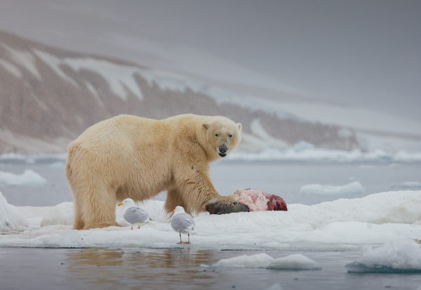 *Stem David Attenborough*: je kunt op reis met de experts van National Geographic