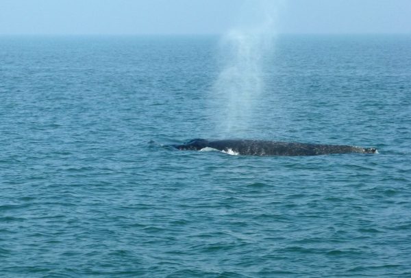 Niet één, maar twee bultruggen gespot voor de Nederlandse kust