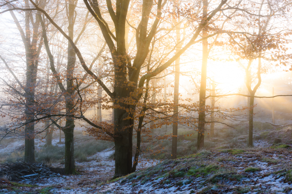 Sneeuwpret van korte duur: deze week 'vuil winterweer' met natte sneeuw
