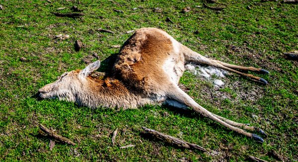 Staatsbosbeheer voert aantal af te schieten edelherten in Oostvaardersplassen op