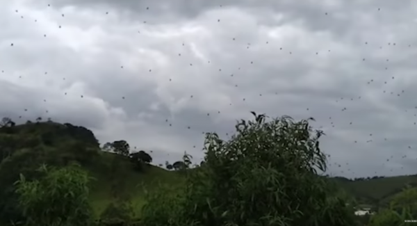 Bizarre beelden in Brazilië: daar regende het deze week... spinnen
