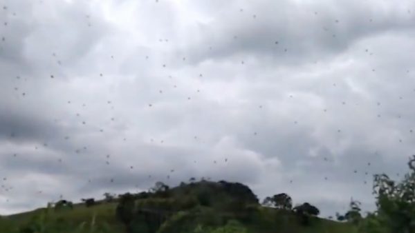 Bizarre beelden in Brazilië: daar regende het deze week... spinnen