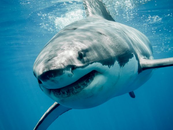 Brrrr: duikers oog in oog met zes meter lange monsterhaai
