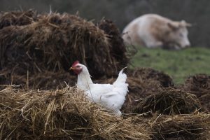 Thumbnail voor 'Genetisch gemodificeerde kippen zorgen voor eieren met kankermedicijn'