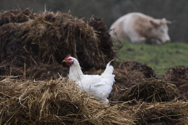 'Genetisch gemodificeerde kippen zorgen voor eieren met kankermedicijn'