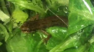 Vrouw (21) ontdekt levende salamander in zak veldsla van Jumbo