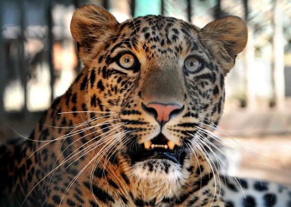 Heftige beelden: verdwaald luipaard zorgt voor chaos en paniek in India