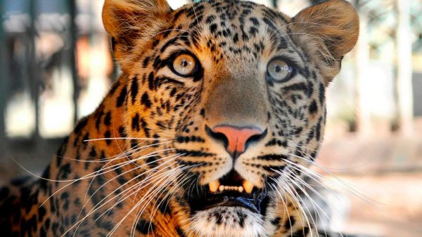 Heftige beelden: verdwaald luipaard zorgt voor chaos en paniek in India