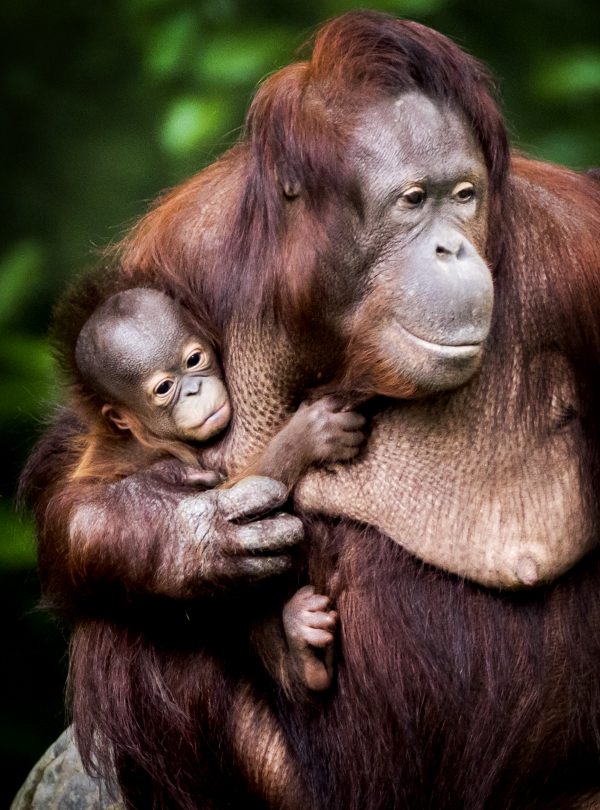 Orang-oetan bevrucht vrouwtje door dierentuinhek