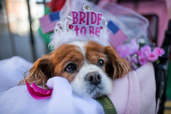 Deze vrouw wil trouwen met haar hond en dat klinkt gekker dan het is