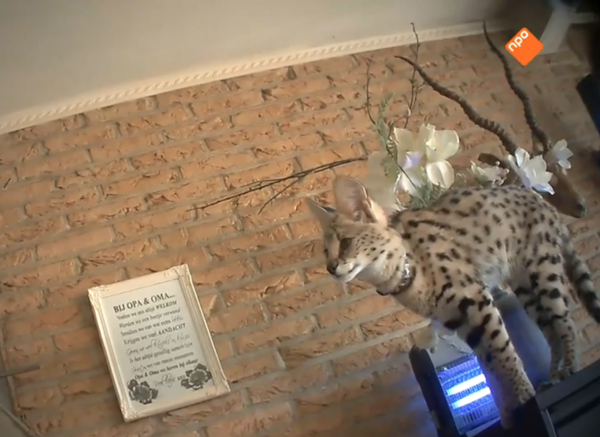 Rambam-Exoten-huisdieren-serval-exotische-dieren-legaal