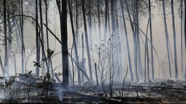 bosbrand Nieuw-Zeeland