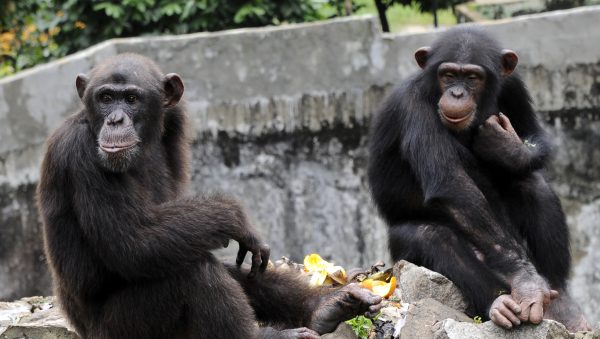 chimpansees ontsnapt