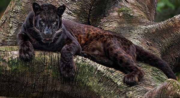 Luipaard Leopard-zeldzaam-afrika-