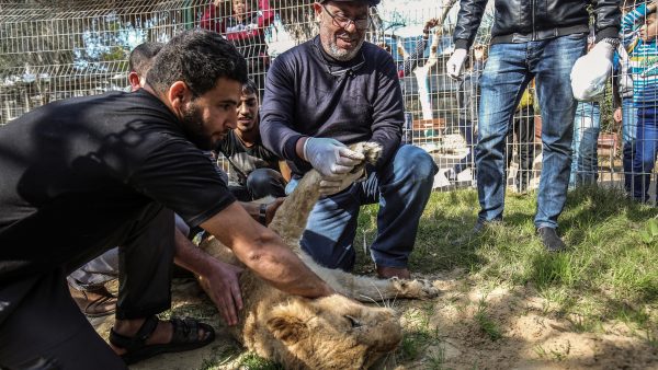 Dierentuin Palestina maakt 'knuffelleeuw' van leeuwin door klauwen af te knippen