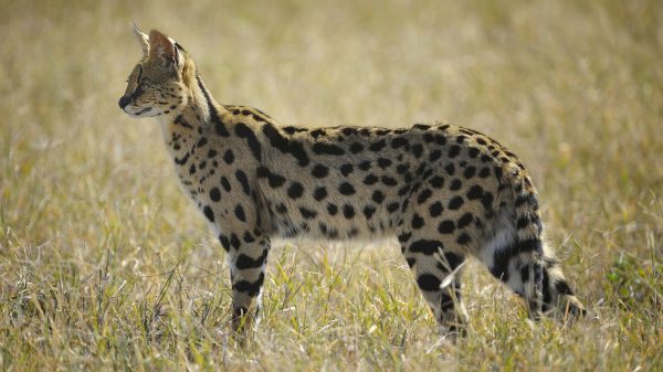 serval mini-cheeta ontsnapt uit limburg