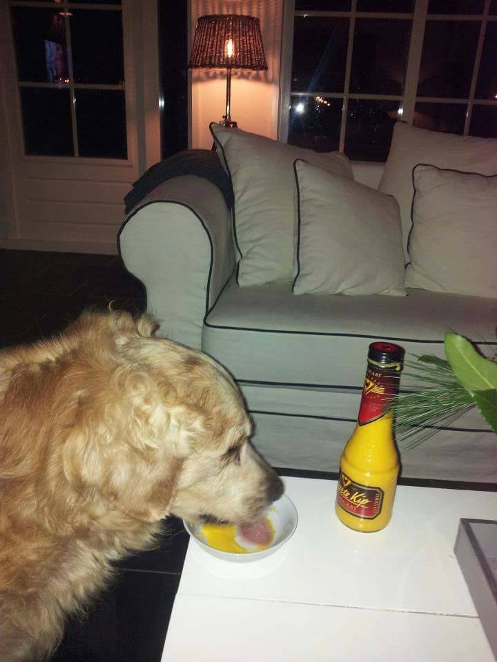 15823426_1216390098449005_7062269220434401054_n