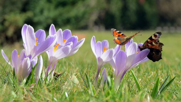 Dagpauwoog vlinder op krokus in de lente
