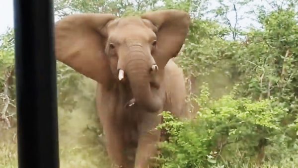 Groep opgejaagde olifanten rent op safariauto af in Kruger Park