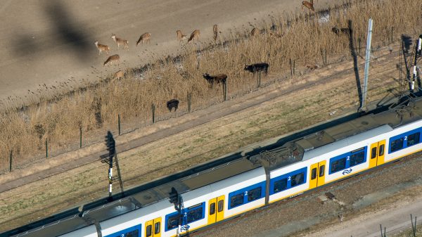 vertraging door dieren op het spoor