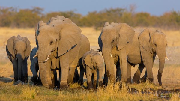 Overheid Botswana wil jacht op olifanten weer toestaan