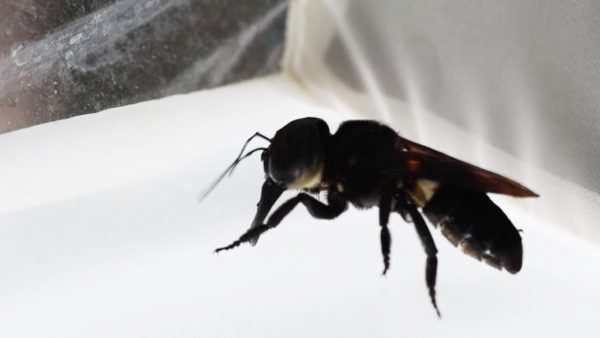 Grootste bij ter wereld gevonden in Indonesië (en die ziet er zo uit)