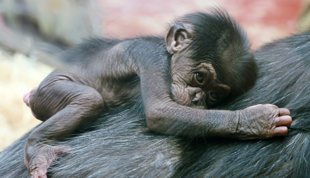 baby chimpansee amersfoort