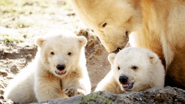 ijsberen tweeling dierenpark
