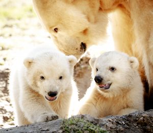 ijsbeer tweeling nuenen dierenpark
