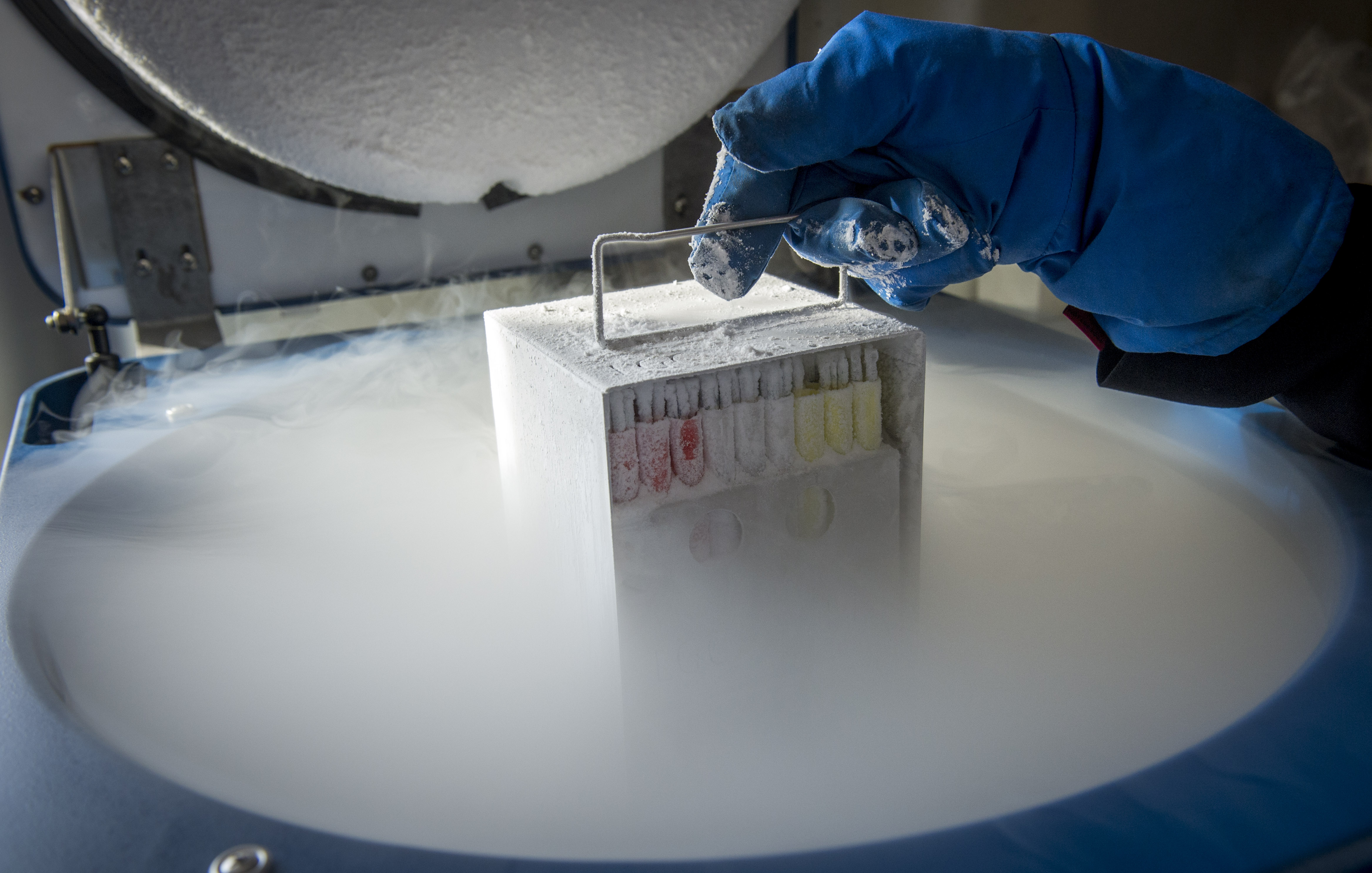 Eicellen insemineren inseminatie ANP