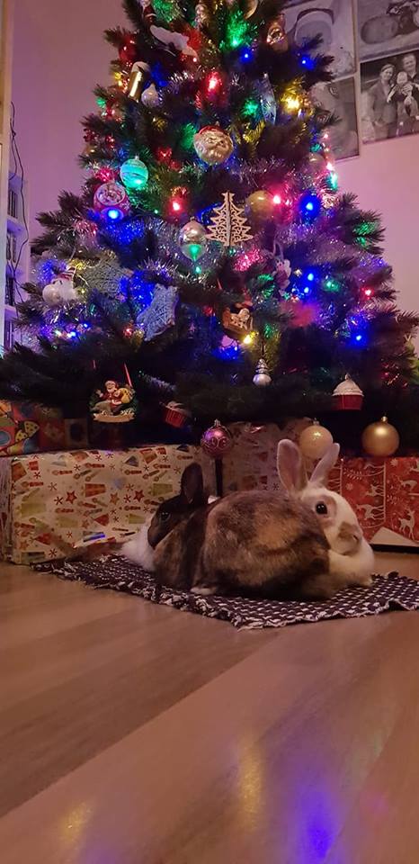 Daphne IJgosse nepkerstboom