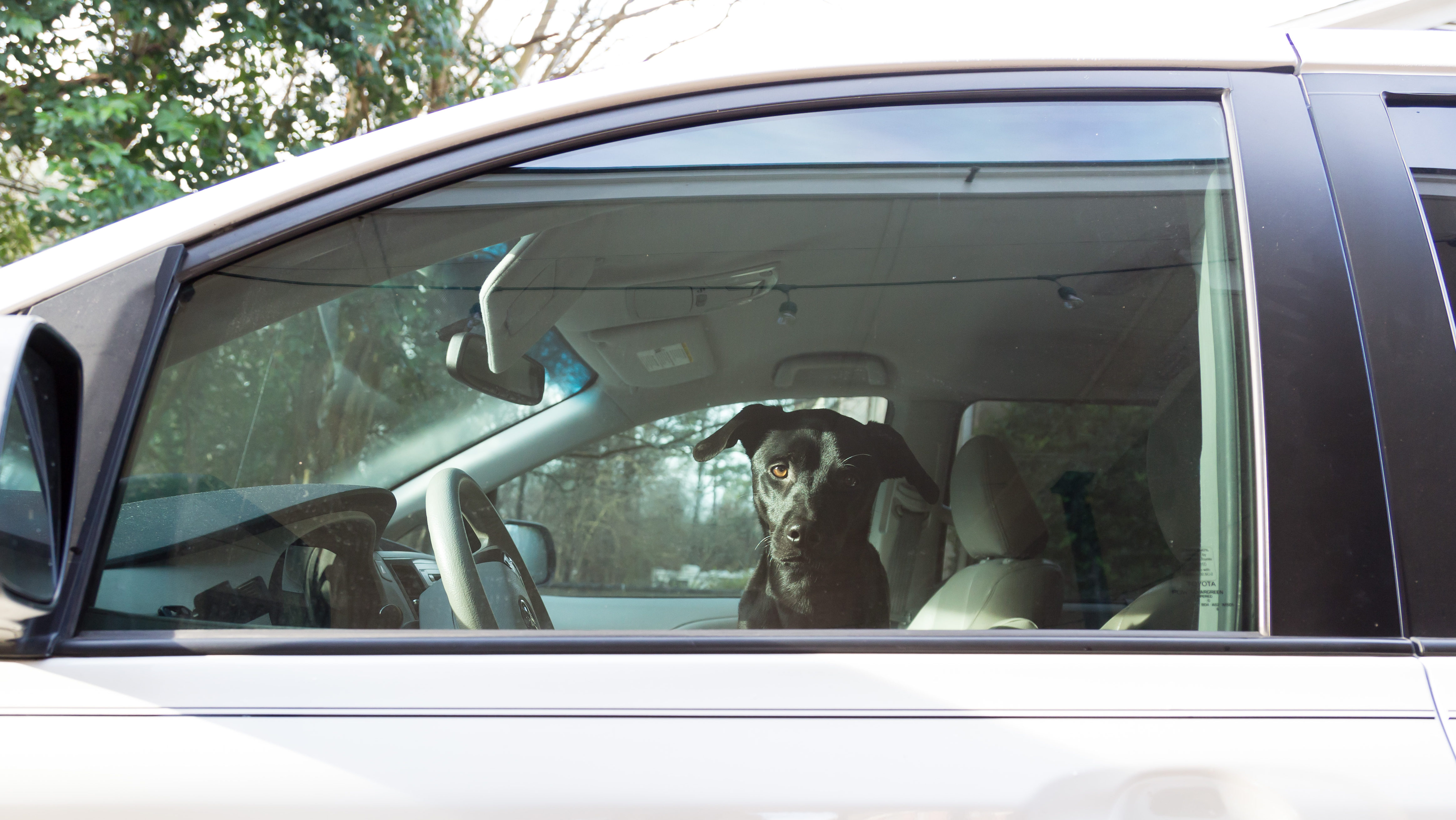Een hond in een afgesloten auto