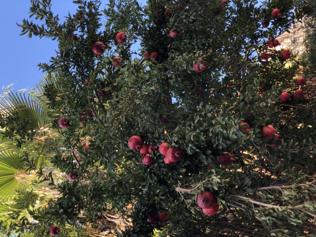 vakantie Israël