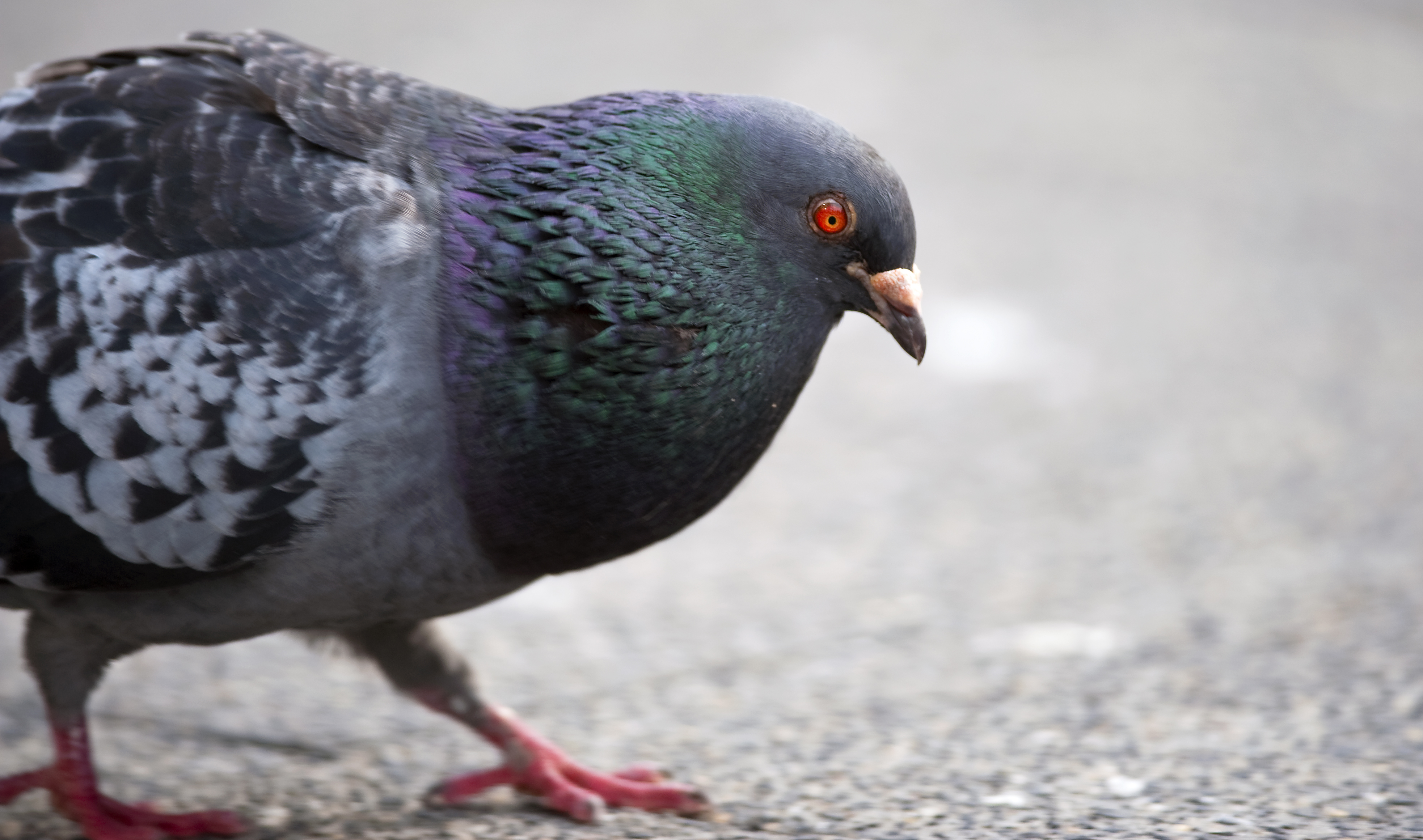 Meisje pakt duif bij keel