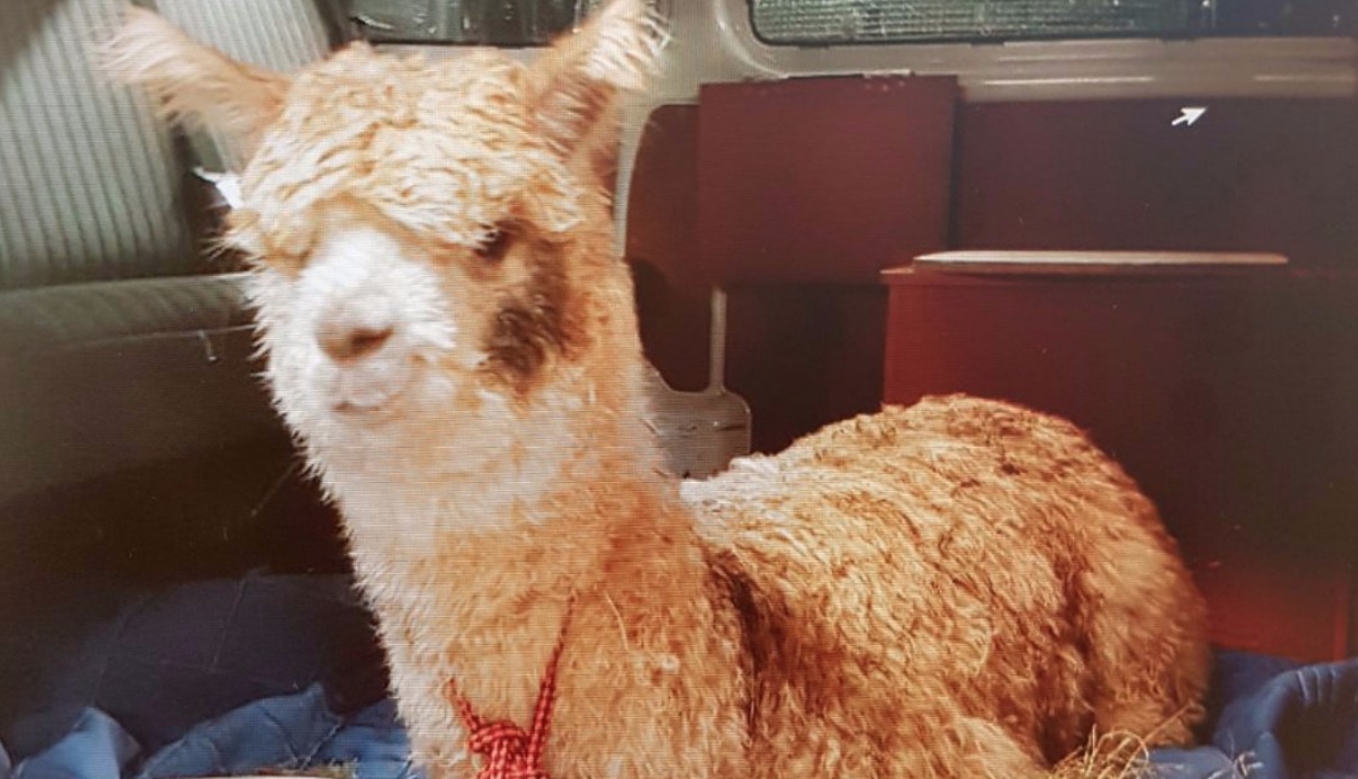 alpaca