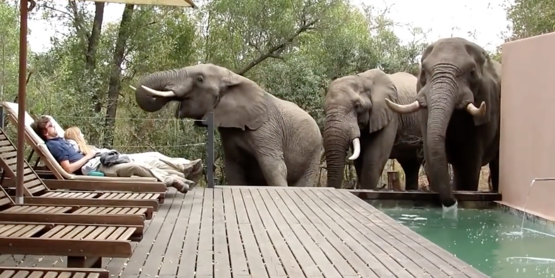 toeristen olifanten krugerpark zuid-afrika