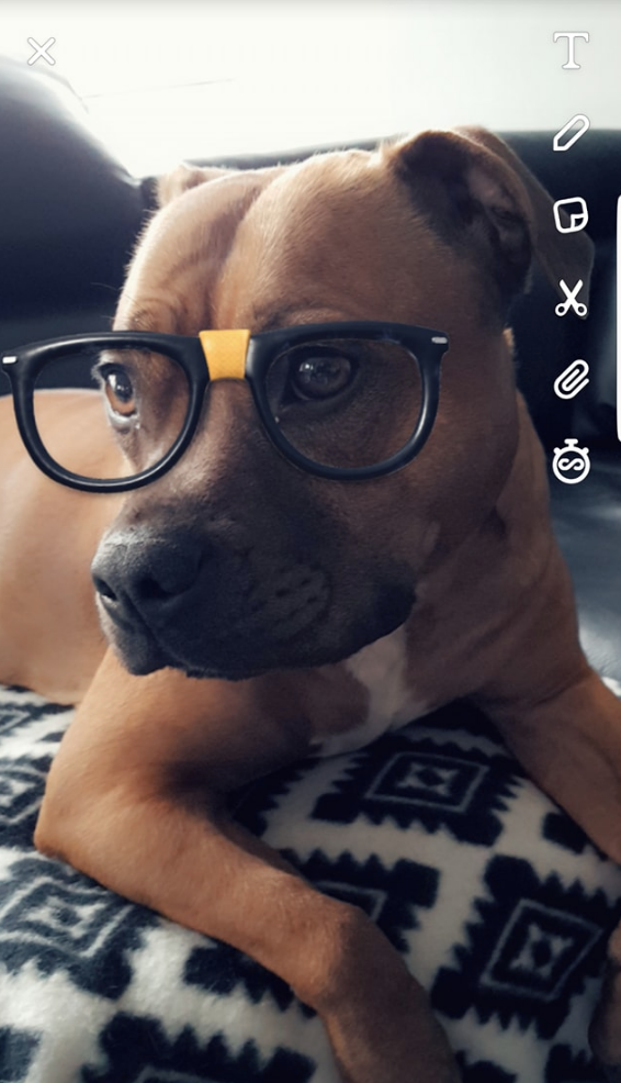 snapchat hond