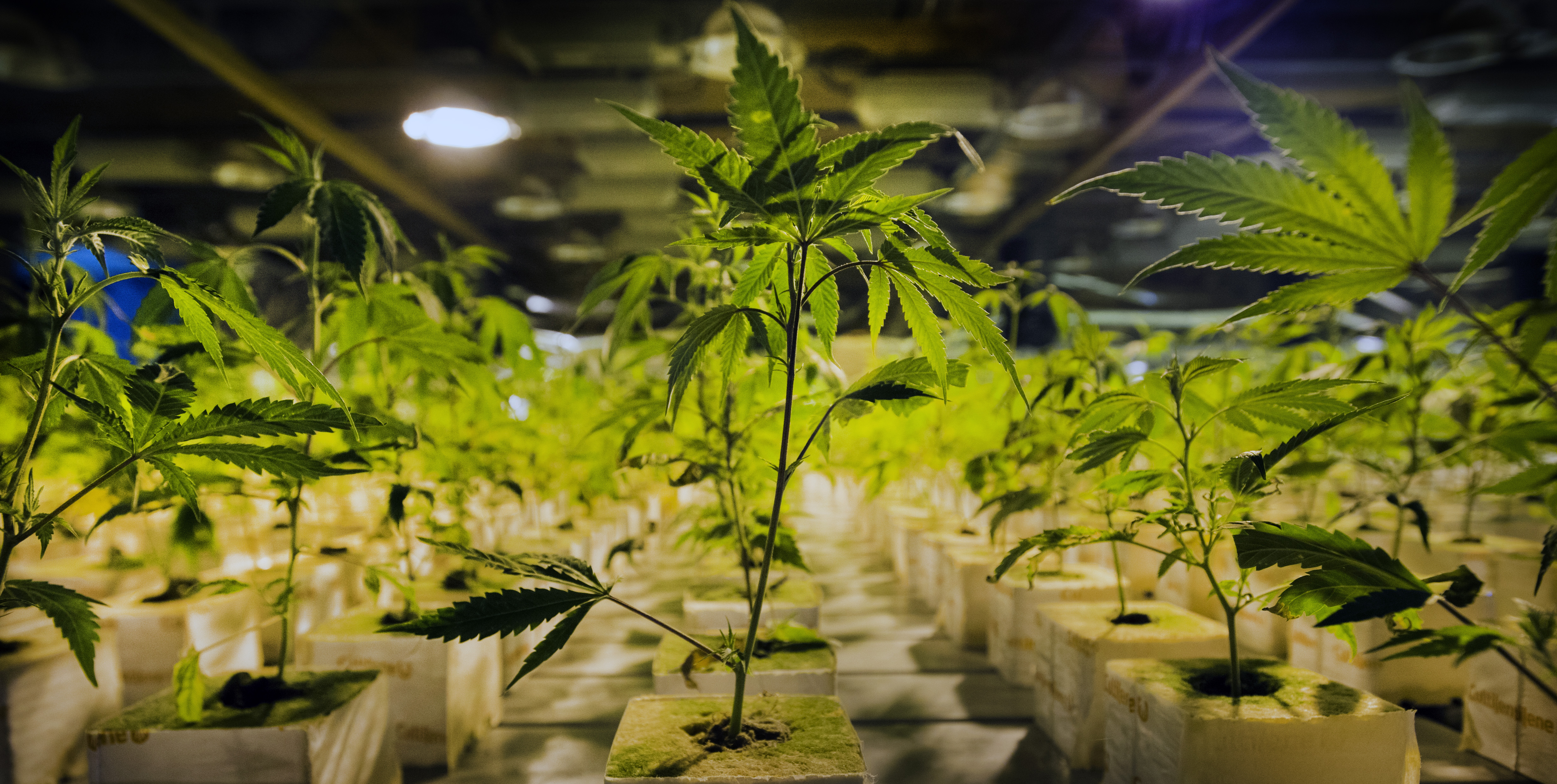 Wietteelt in Nederland groter dan gedacht