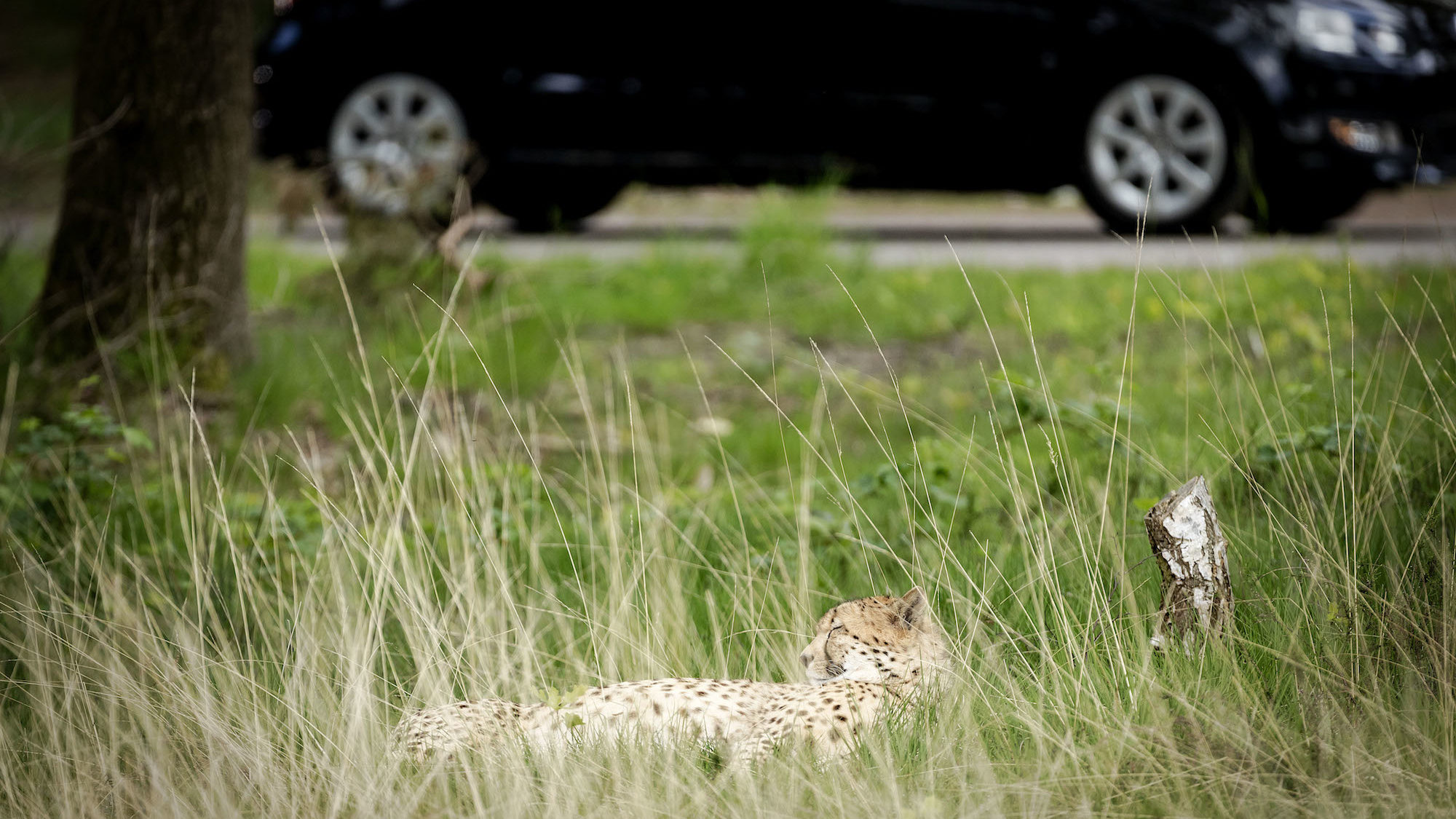 Beekse Bergen wilde dieren