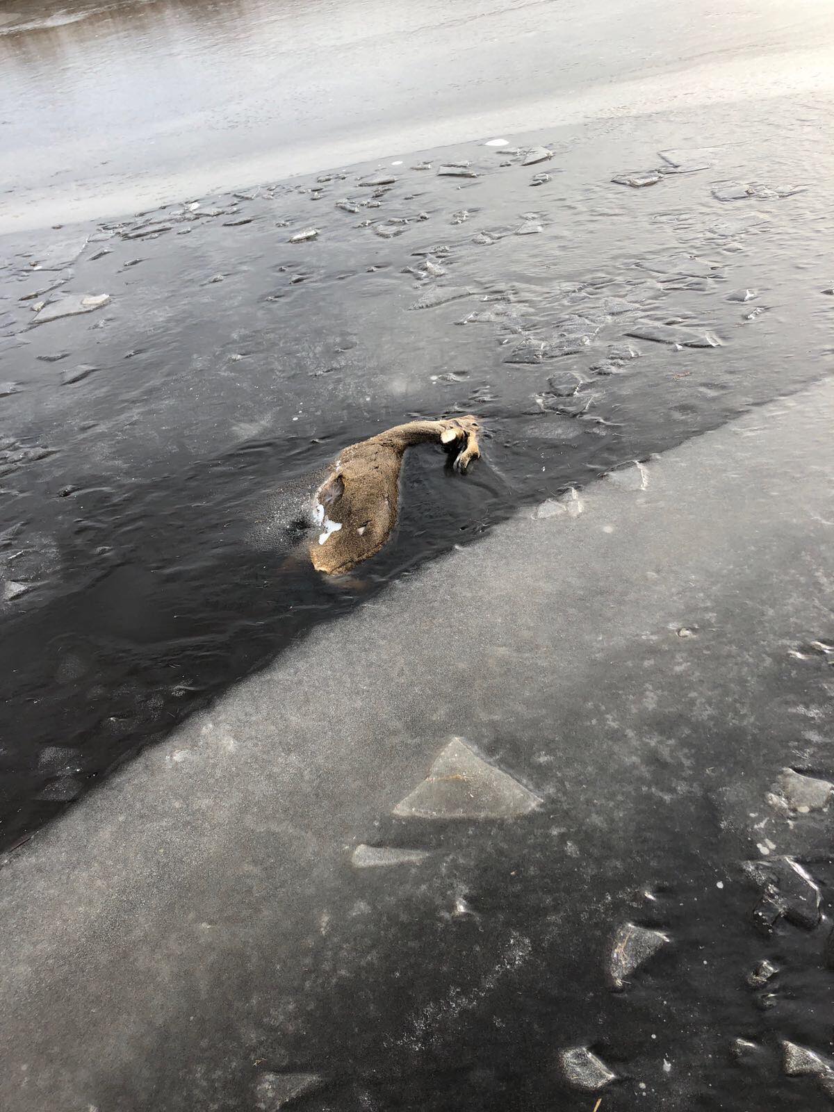 bevroren hert friesland 