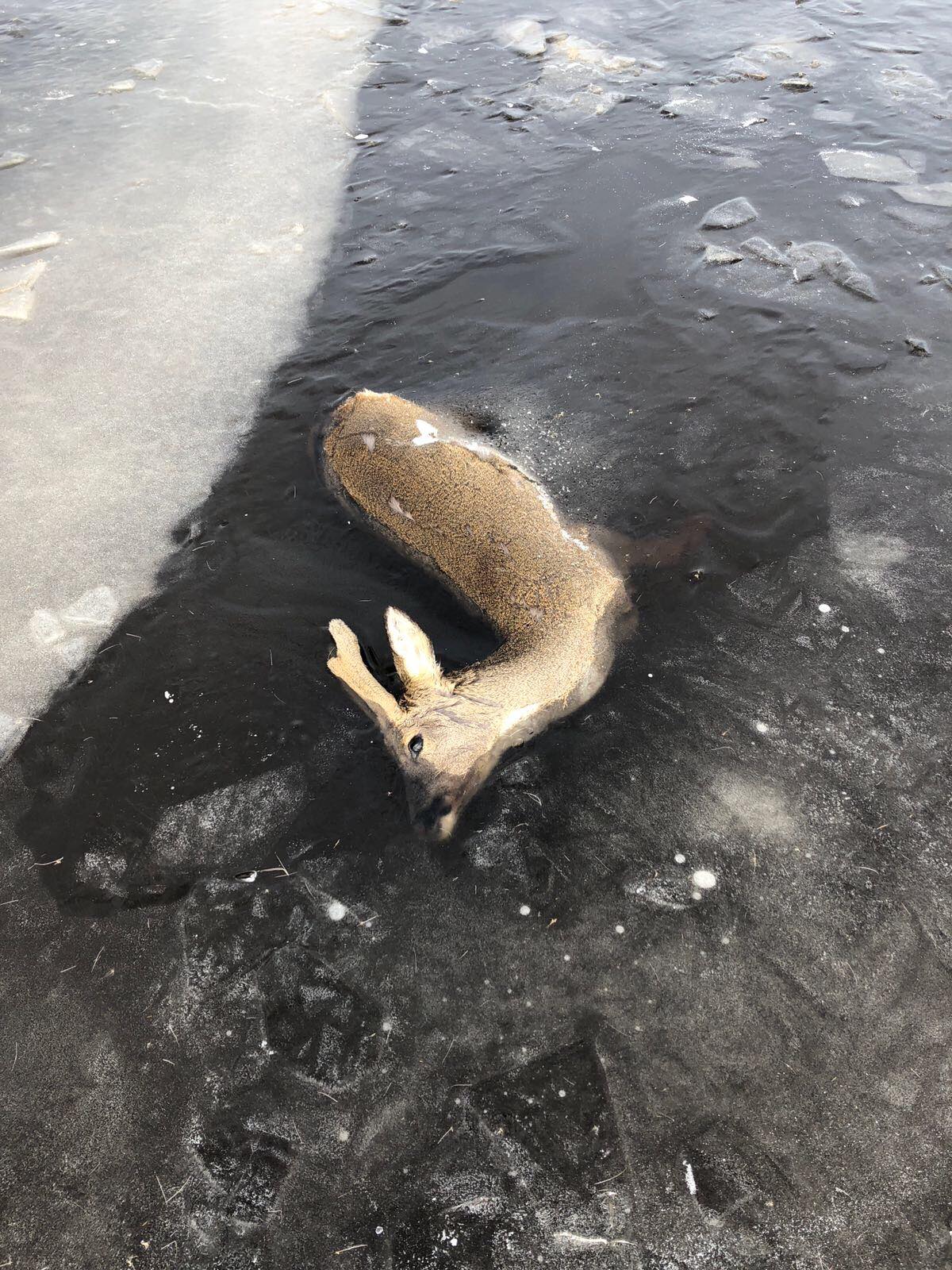 bevroren hert friesland