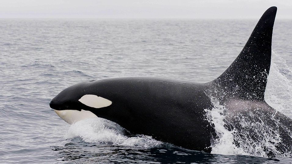 kinderen-schrikken-twee-orkas-zwemmen-auckland-nieuwzeeland