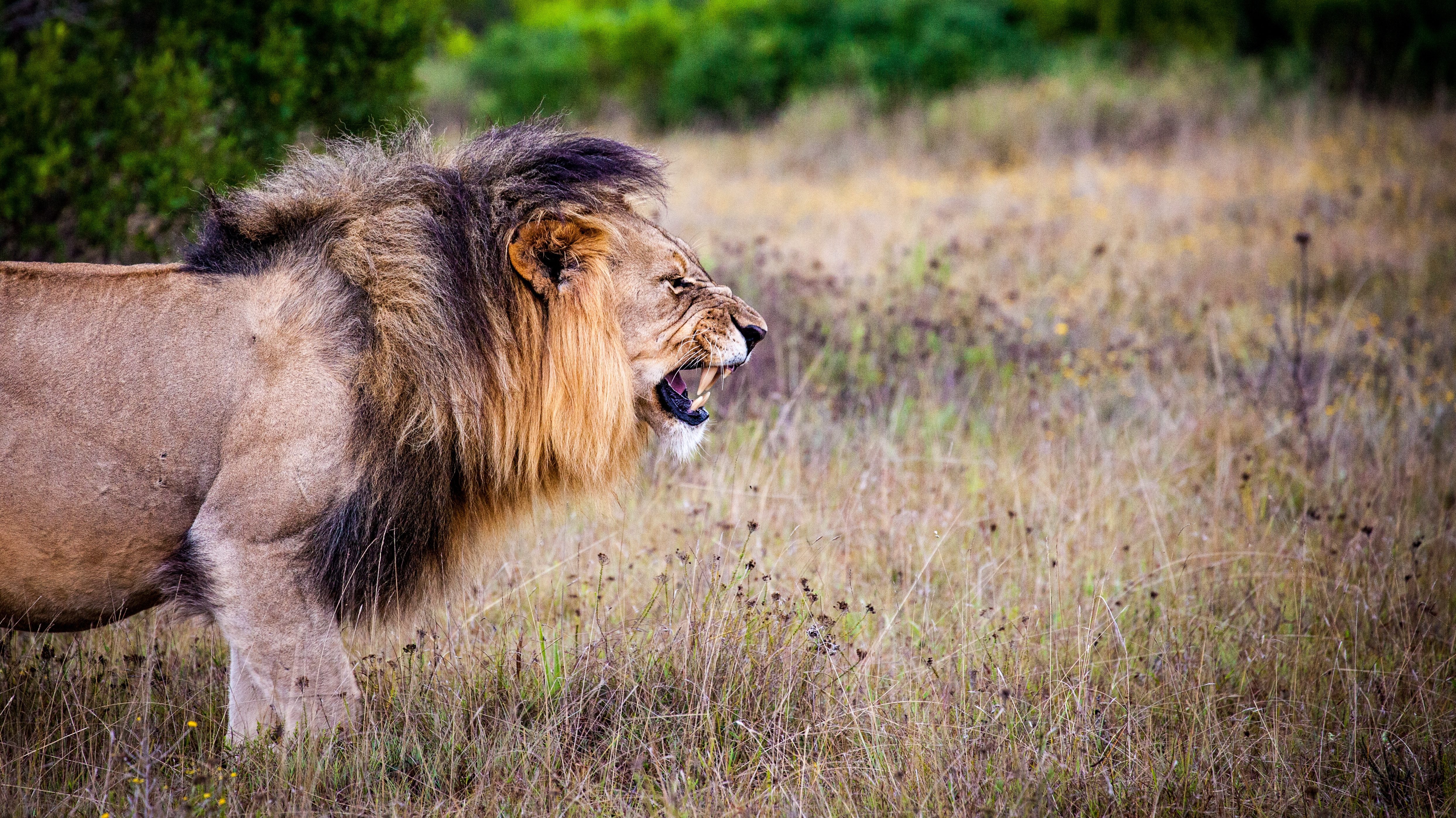 leeuwen opgegeten stroper Zuid-Afrika