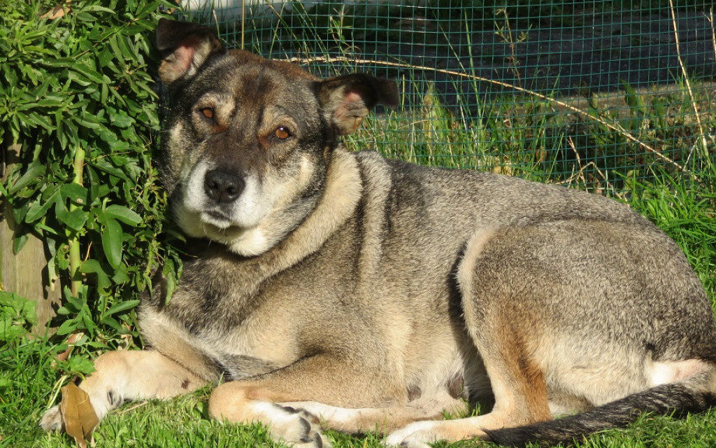 nouschka verhuisdieren