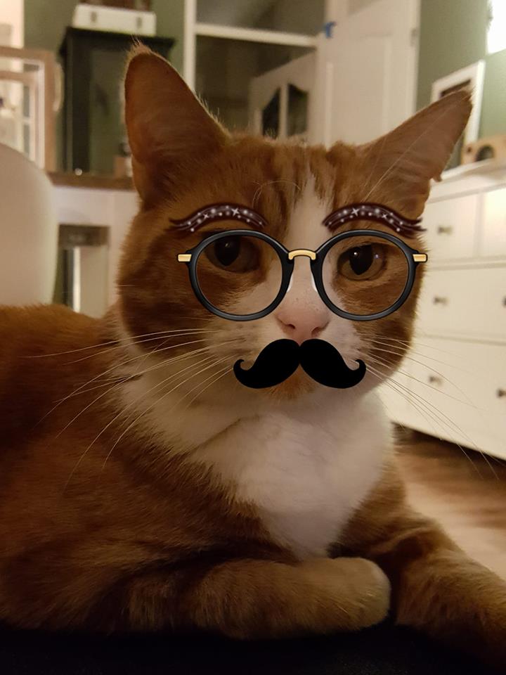 snapcats petra