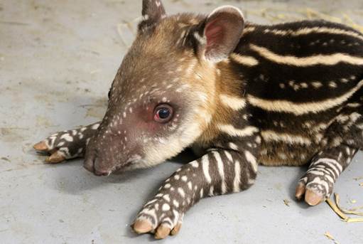 tapir geboren artis