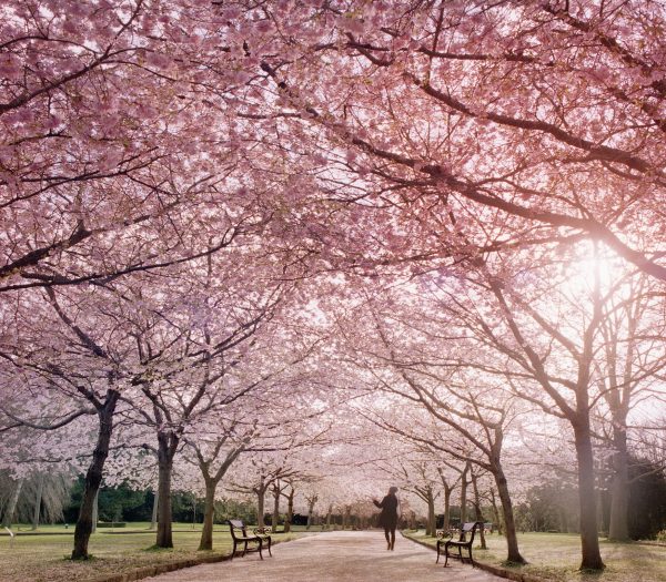 Cherry tree allée