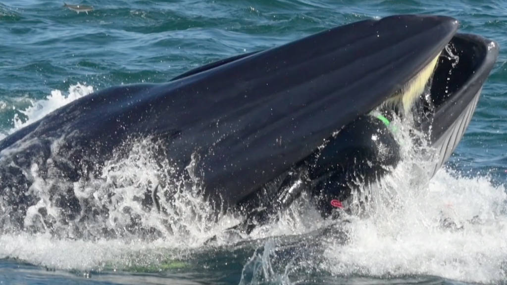 Walvis eet bijna snorkelaar op